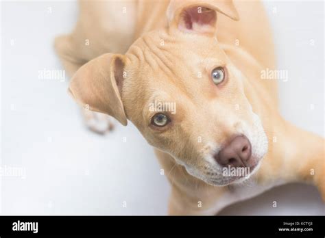 Puppy Pit Bull Dog Portrait Face Stock Photo Alamy