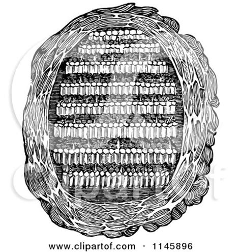 Clipart of a Retro Vintage Black and White Paper Wasp Nest - Royalty ...