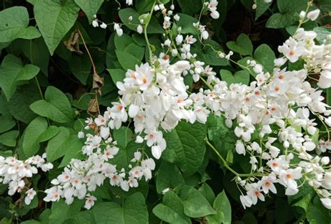 White Flowering Vines Plus Growing Tips Garden Lovers Club