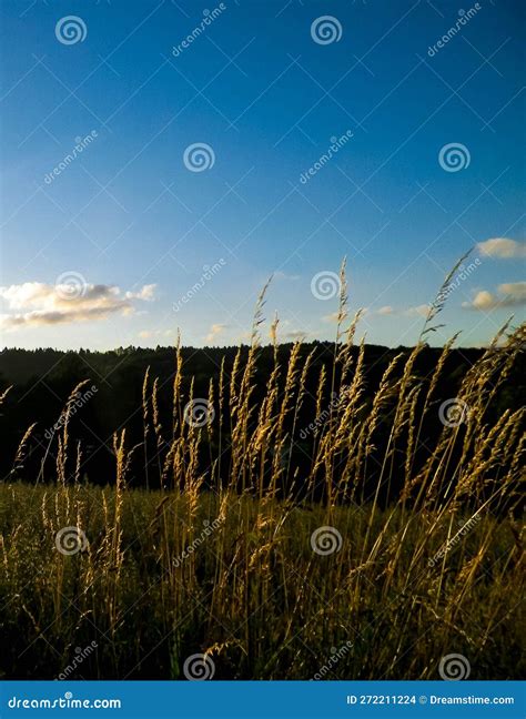 Grass on Sunset Sky Background Stock Photo - Image of kashubia, field: 272211224