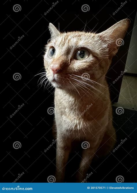 Female American Shorthair Tabby Cat Posing Stock Image - Image of dark, hawaiian: 301570571