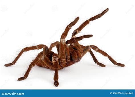 Goliath Birdeater Tarantula Stock Photo - Image: 4181050