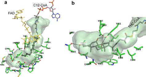 Figure 3 From Structural Basis For Expanded Substrate Specificities Of