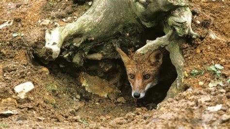 Fox Dens Easy Guide To Finding Them Exotella