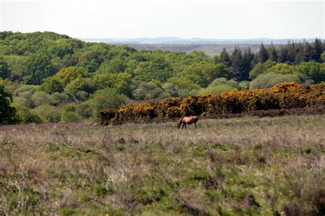 Wildlife Wanderings: Our newest national park - The New Forest