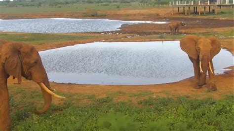 Ellies At Kenya Voi Wildlife Lodge Tsavo East National Park Live Cam