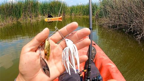 Lobinas No Se Resisten A Mi T Cnica Secreta Pesca En Kayak Youtube