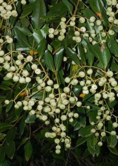 Elaeocarpus Obovatus Coolum Native Nursery