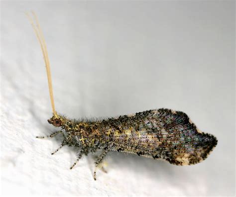 Beaded Lacewing Lomamyia Bugguidenet