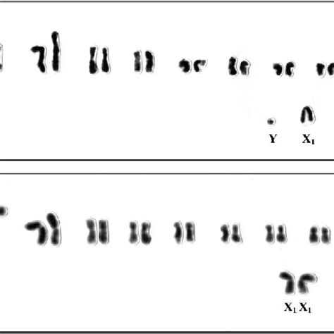 Mitotic And Meiotic Chromosomes Of Cicindela Aurulenta A Male