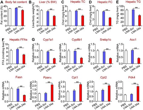 Pharmacological Inhibition Of MiR 34a Ameliorated Liver Steatosis The