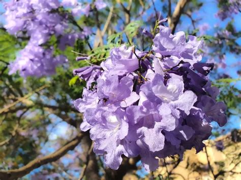 ¡descubre La Magia De Jacaranda Mimosifolia Y Su Exquisita Belleza Púrpura Amazing Noticias