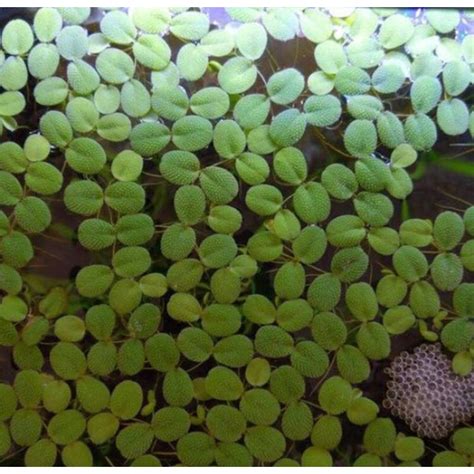 Jual Tanaman Air Apung Aquascape Salvinia Minima Aquascape Shopee