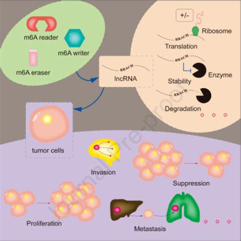 热点综述 M6a × 肿瘤相关lncrna研究思路 知乎