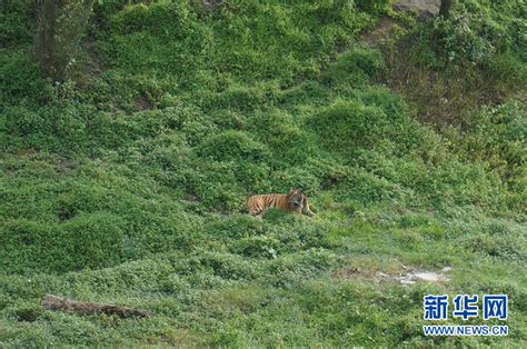 探访深山虎园——走进福建梅花山华南虎繁育研究所社会中国小康网