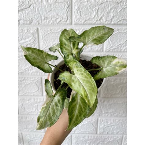 Jual Syngonium T25 | Shopee Indonesia
