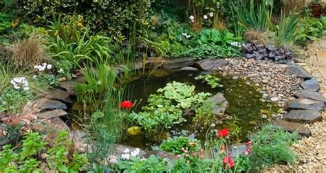 Creating A Small Wildlife Pond Terraqua Environmental Solutions