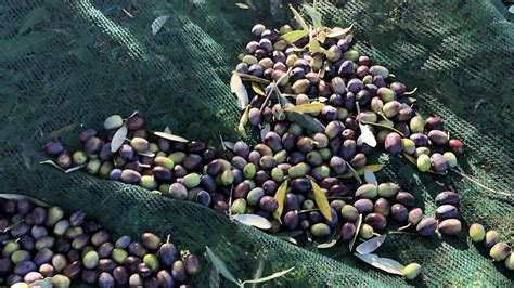 Our Italian Olive Harvest - Episode 34 - Flavor of Italy