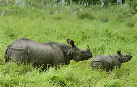 One-Horned Rhino Tour in Nepal - Tiger Encounter