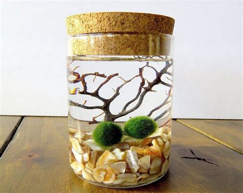 Free Shipping Free Gift Box Cork Glass Jar Marimo Etsy Marimo