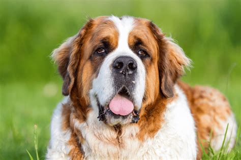 Saint Bernard Caract Re Prix Alimentation Sant Du Chien Voici