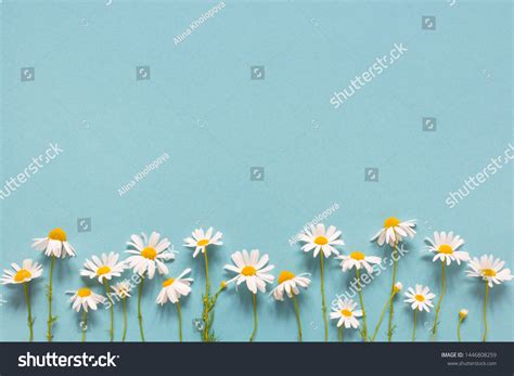 240,327 Daisies on blue background Images, Stock Photos & Vectors ...