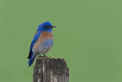 Types of Bluebirds Guide (Sialia) - Birding Insider