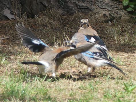 Eichelhäher Garrulus glandarius Mama u dem Jungvogel ge Flickr