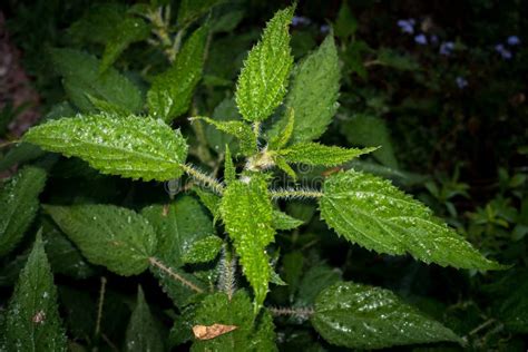 A Close Up Shot Of Stinging Nettle Urtica Dioica Stock Photo Image Of