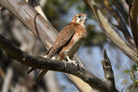 Brown Falcon – Craig Boase