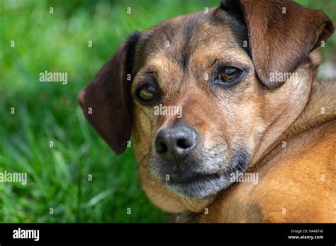 dog playing with a ball Stock Photo - Alamy