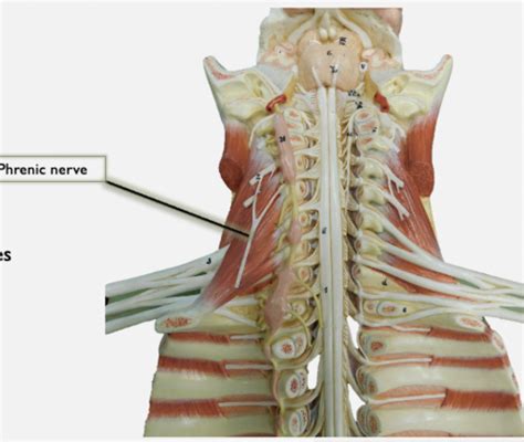 Peripheral Nervous System Pns Lab Flashcards Nerve Innervation And