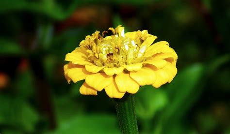 Zinnia Flor Jard N Foto Gratis En Pixabay Pixabay