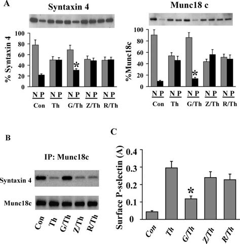 Pkc Dependent Phosphorylation Of Syntaxin And Munc C Disrupts Their