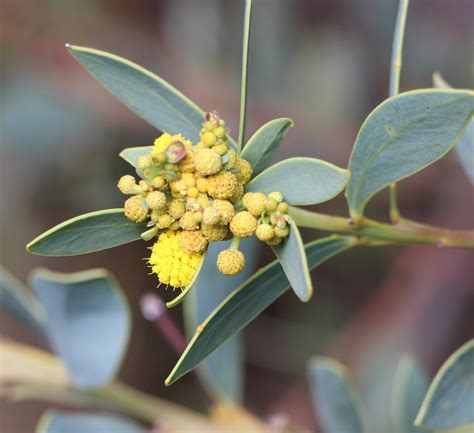 Acacias — Walcott Garden