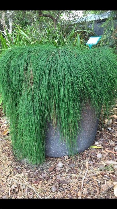 Large Casuarina Glauca Cousin It Prostrate Swamp Oak Plant Ships Bare Root Free Shipping