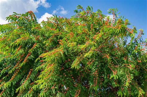 Pink Shower Tree Cassia Javanica Indochinensis Florida USA Stock