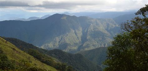 ᐈ Bosques andinos Las mejores Imagenes y Datos