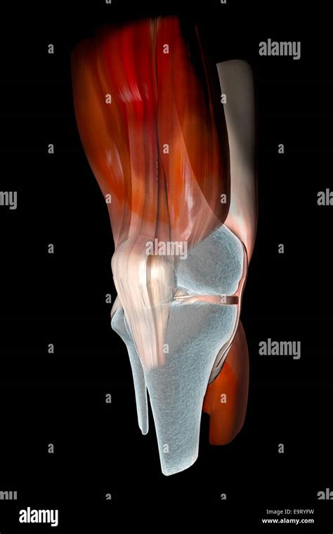 3d Rodilla Ligamentos Tendones Huesos Músculos De Rayos X Fotografía