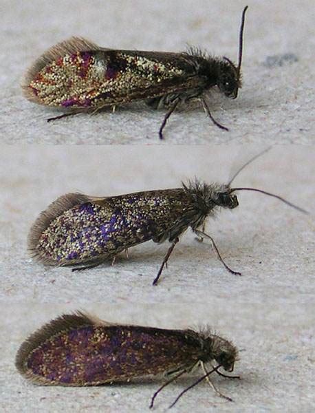 Eriocrania Semipurpurella Adults Ukmoths