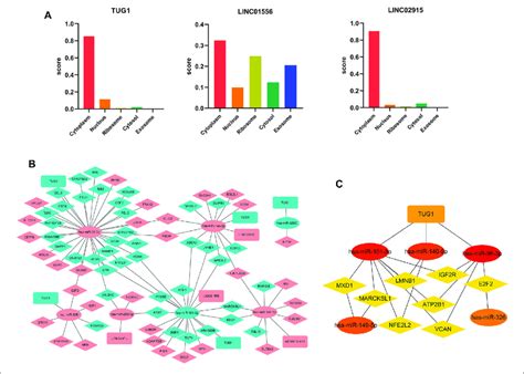 Construction Of The CeRNA Network A The Subcellular Localization