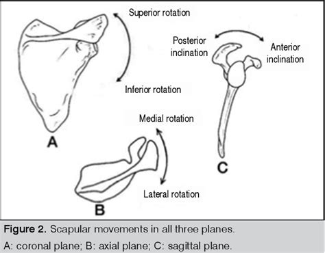 Pdf Evaluation Of Scapular Dyskinesia In Patients That Underwent A