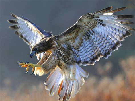 Hawk Hd Desktop Wallpaper Widescreen High Definition Fullscreen