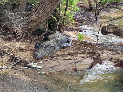 Monster Alligator Spotted At Sam Rayburn Boat Ramp Photos