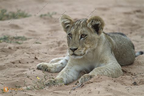 L We Jungtier Bild Bestellen Naturbilder Bei Wildlife Media