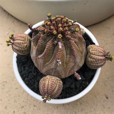 Euphorbia Obesa Hybrid Euphorbia Succulents Cactus