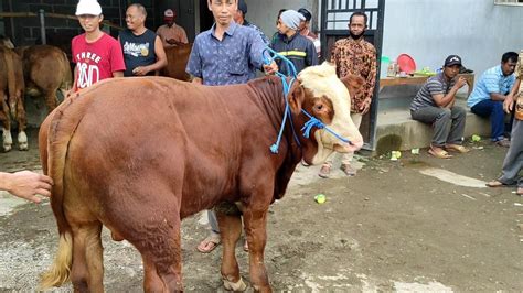 Grosir Sapi Banjir Stok Sapi Super Juga Banjir Pembeli YouTube