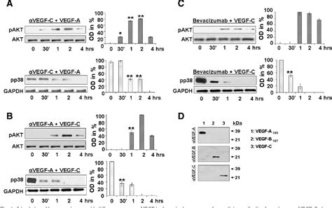 Figure From The Balance Of Autocrine Vegf A And Vegf C Determines