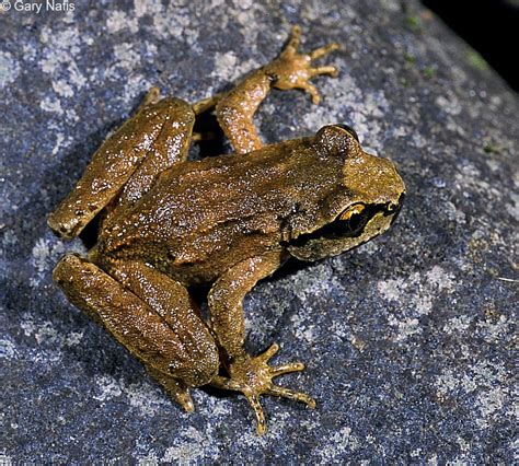 Tailed Frog Alchetron The Free Social Encyclopedia