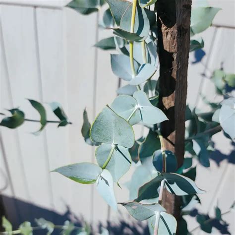 Curly Mallee Desert Shade Nursery